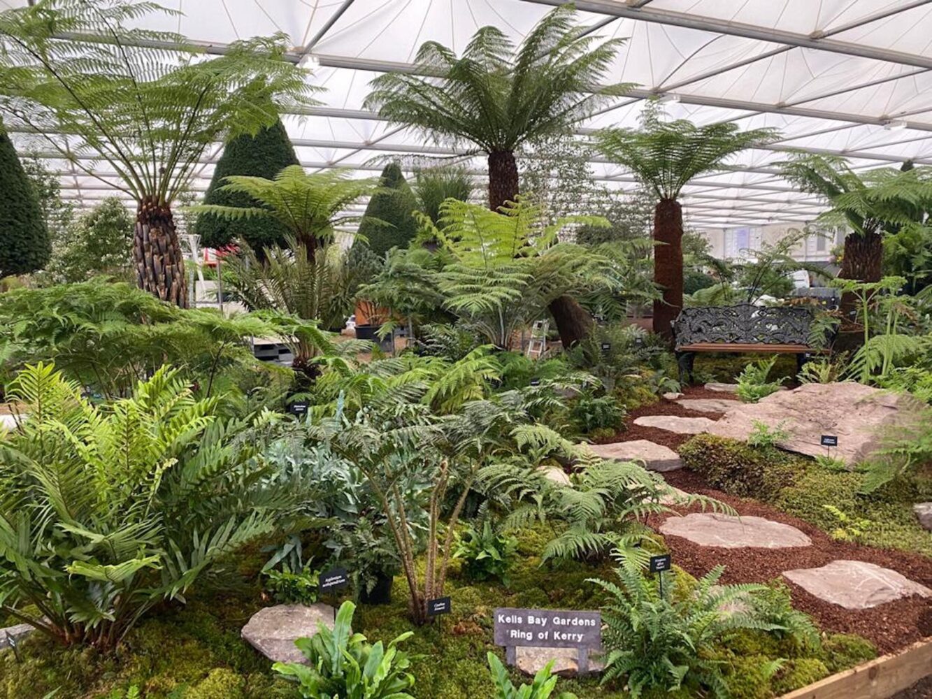 ferns 1.jpg