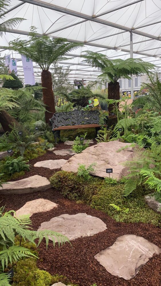 ferns 4.jpg