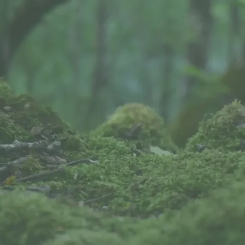 10 key climate learnings for communications professionals