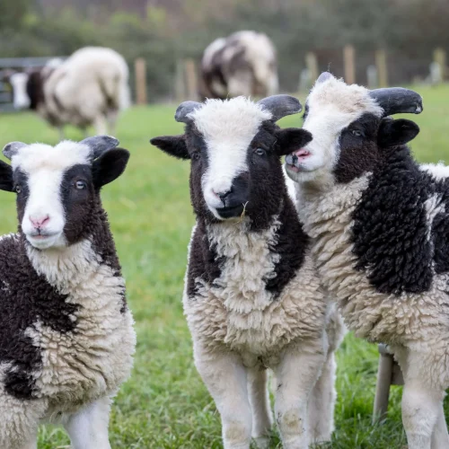 Airfield Lambs Landscape
