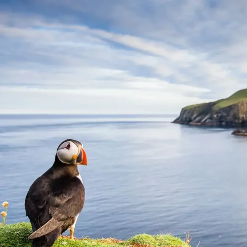 Lambay Island puffin